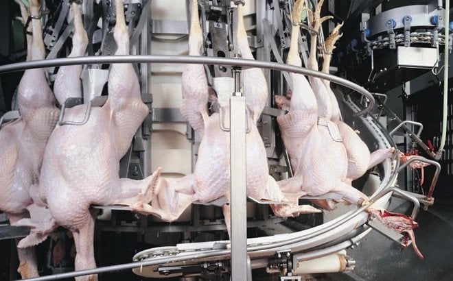Six reasons to automate turkey processing